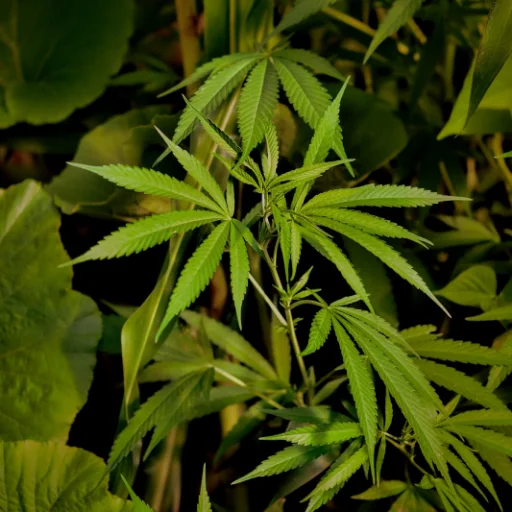 Zorro Verde