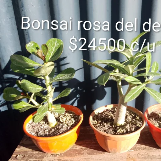 Bonsai Rosa del desierto