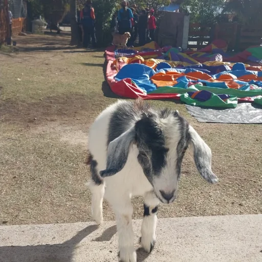 Promo Caballitos - imagen 3