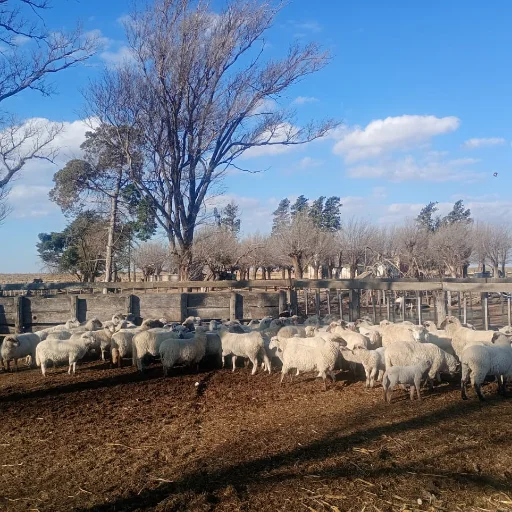 asesoramientos y servicios agropecuarios - imagen 8