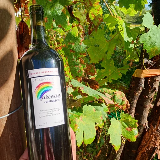 Vino Malbec Merlot