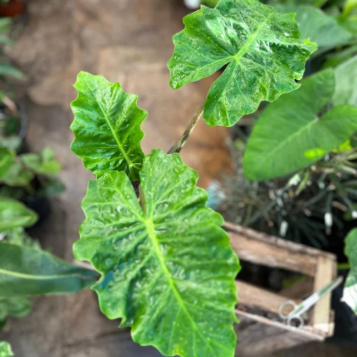 Alocasia Low Rider - imagen 3