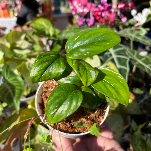 Mini plantas - imagen 2