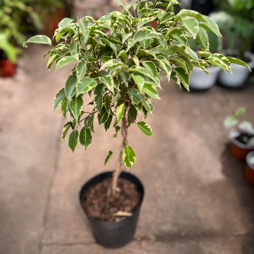 Ficus trenzado - imagen 4