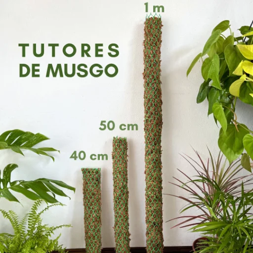 Tutores de Musgo