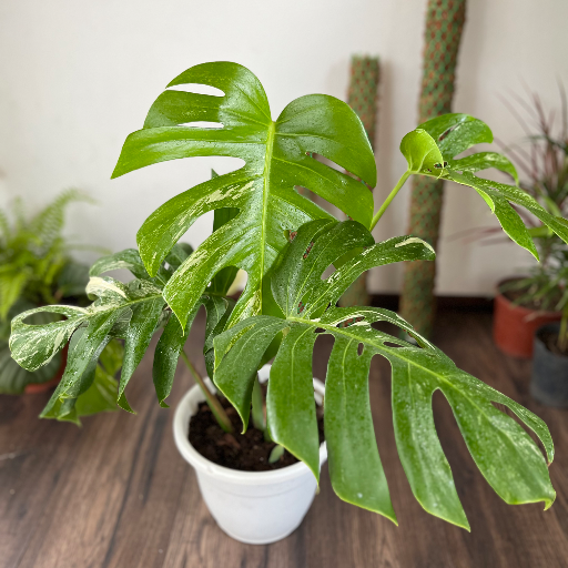 Monstera Variegada - imagen 3