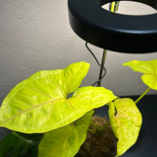 Lámpara Led de crecimiento con base - imagen 4