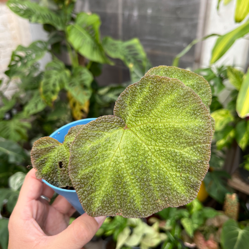 Mini plantas - imagen 4