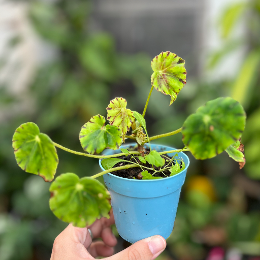 Mini plantas - imagen 5