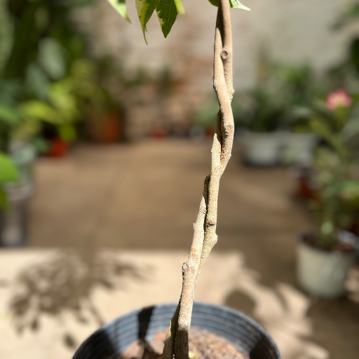 Ficus trenzado - imagen 3