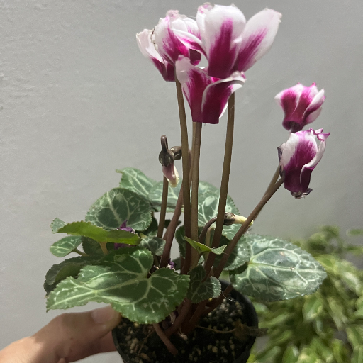 Violetas de los Alpes minis - imagen 9