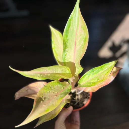 Aglaonema Lawan Rosada - imagen 3