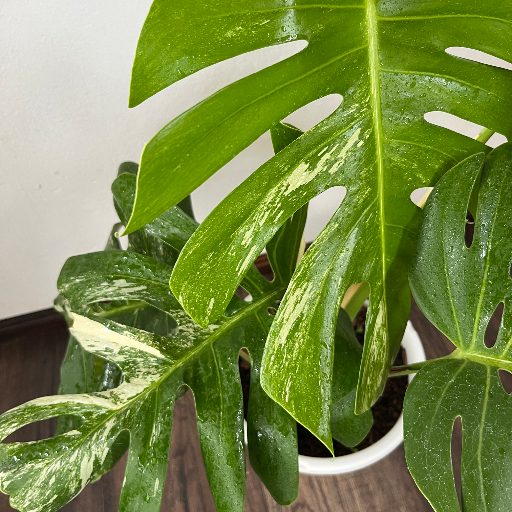 Monstera Variegada - imagen 2