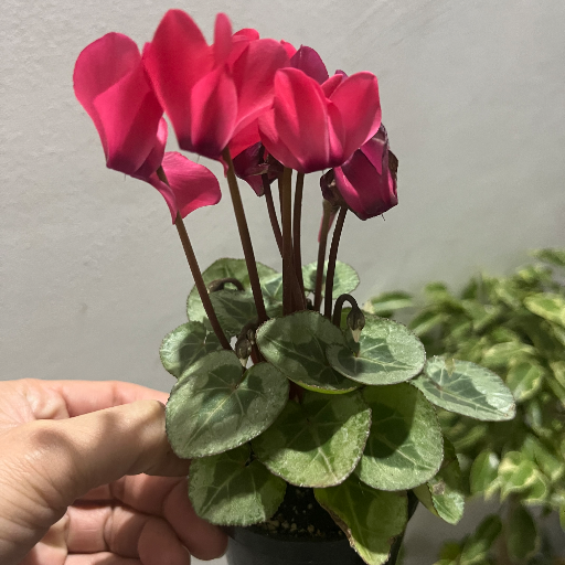 Violetas de los Alpes minis - imagen 5