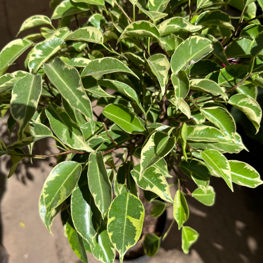 Ficus trenzado - imagen 2