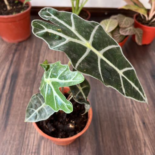 Alocasia Amazónica - imagen 2