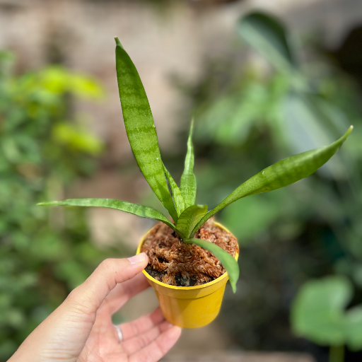 Mini plantas - imagen 7