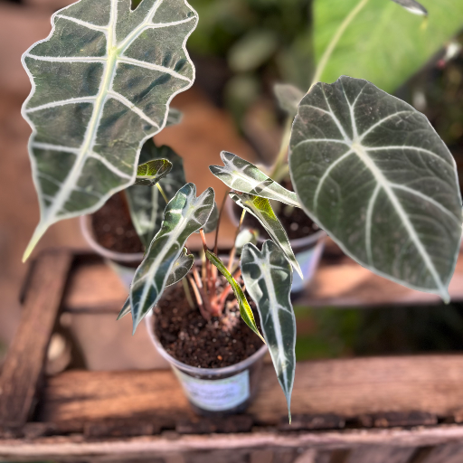 Alocasia Bambino - imagen 3