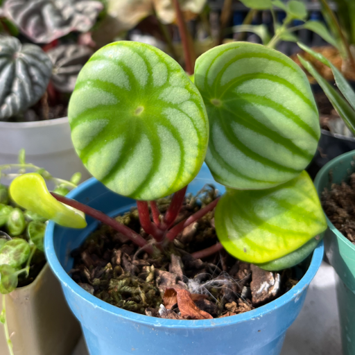 Mini plantas - imagen 3