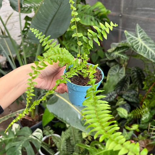 Mini plantas - imagen 8