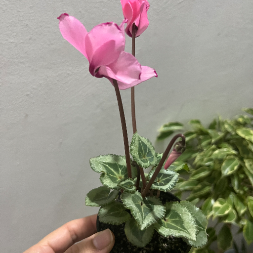 Violetas de los Alpes minis - imagen 3