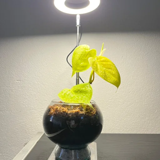 Lámpara Led de crecimiento con base - imagen 3
