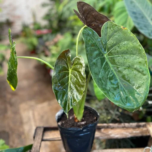 Alocasia Wentii - imagen 2