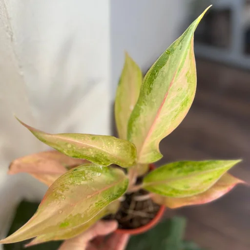 Aglaonema Lawan Rosada - imagen 2