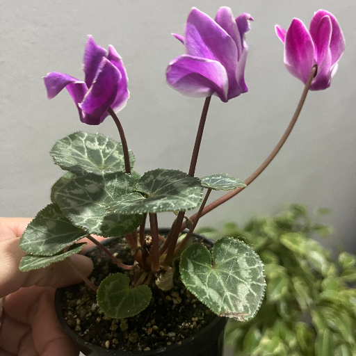 Violetas de los Alpes minis - imagen 7