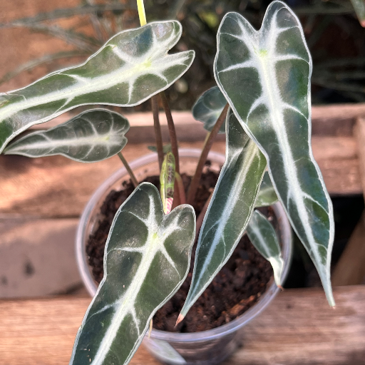 Alocasia Bambino - imagen 2