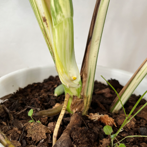Monstera Variegada - imagen 4