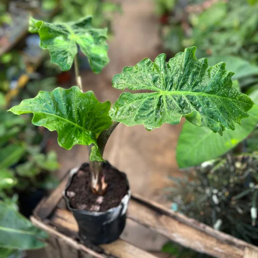 Alocasia Low Rider - imagen 2