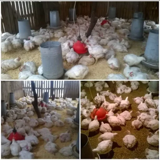 Pollo de campo - imagen 2