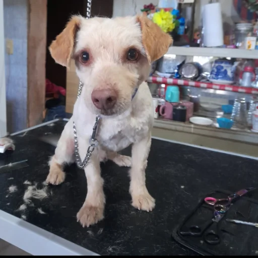 Corte y baño - imagen 4