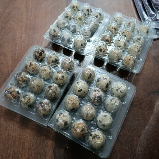 Huevos fertiles de codorniz - imagen 2