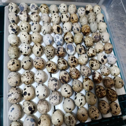 Huevos fertiles de codorniz - imagen 4