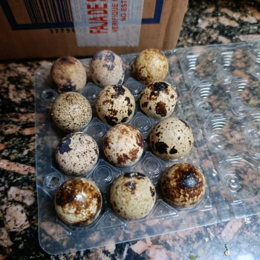 Huevos fertiles de codorniz - imagen 3