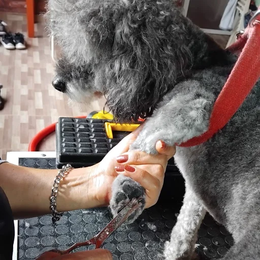 Baño, Corte y Estética Integral 🐶✨ Peluquería Canina - imagen 4