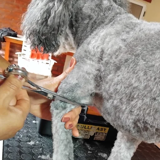 Baño, Corte y Estética Integral 🐶✨ Peluquería Canina - imagen 5