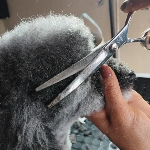 Baño, Corte y Estética Integral 🐶✨ Peluquería Canina - imagen 6