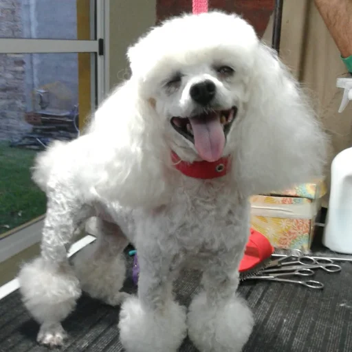 Baño, Corte y Estética Integral 🐶✨ Peluquería Canina