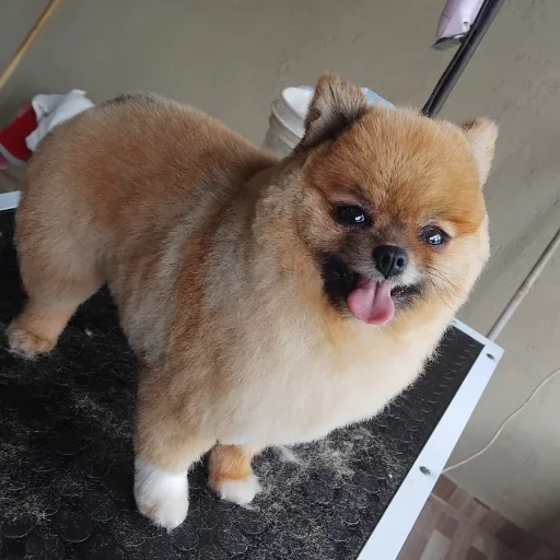 Baño, Corte y Estética Integral 🐶✨ Peluquería Canina