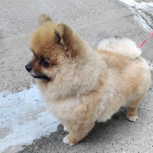 Baño, Corte y Estética Integral 🐶✨ Peluquería Canina