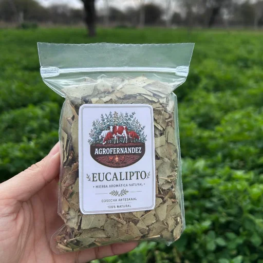 Eucalipto