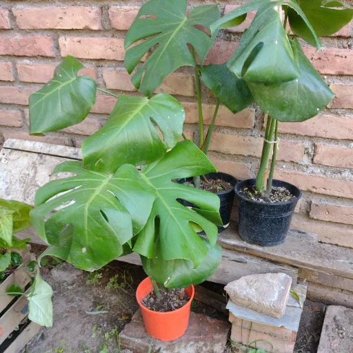 Planta monstera