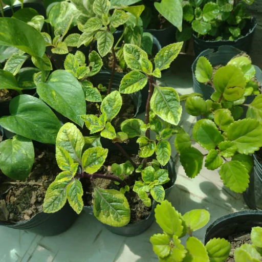 planta dolar y dolar variegado