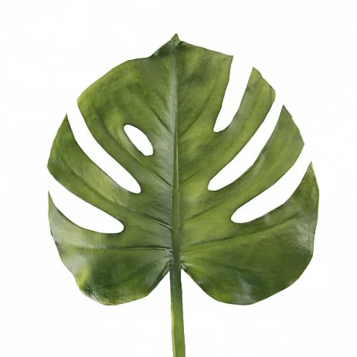 VARA MONSTERA VERDE - 67 CM