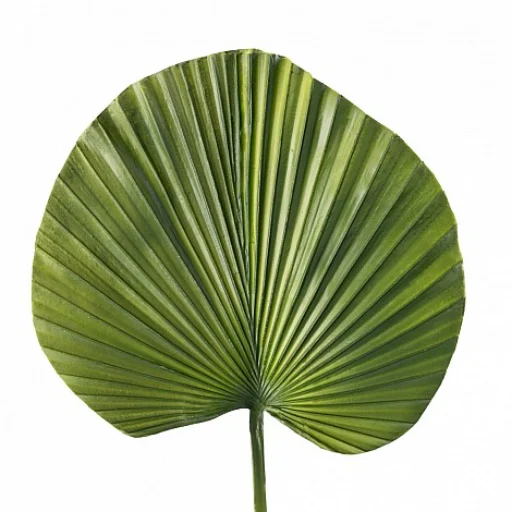 VARA PALM VERDE - 64 CM