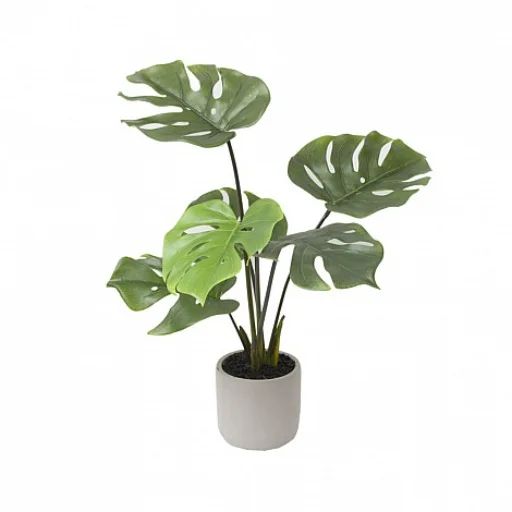 PLANTA CON BASE DE CEMENTO - ADAN 50 CM